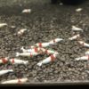 【レッドビーシュリンプ】無給餌飼育の水槽って稚エビが繁殖可能になるまでどれくらいの期間かかる？