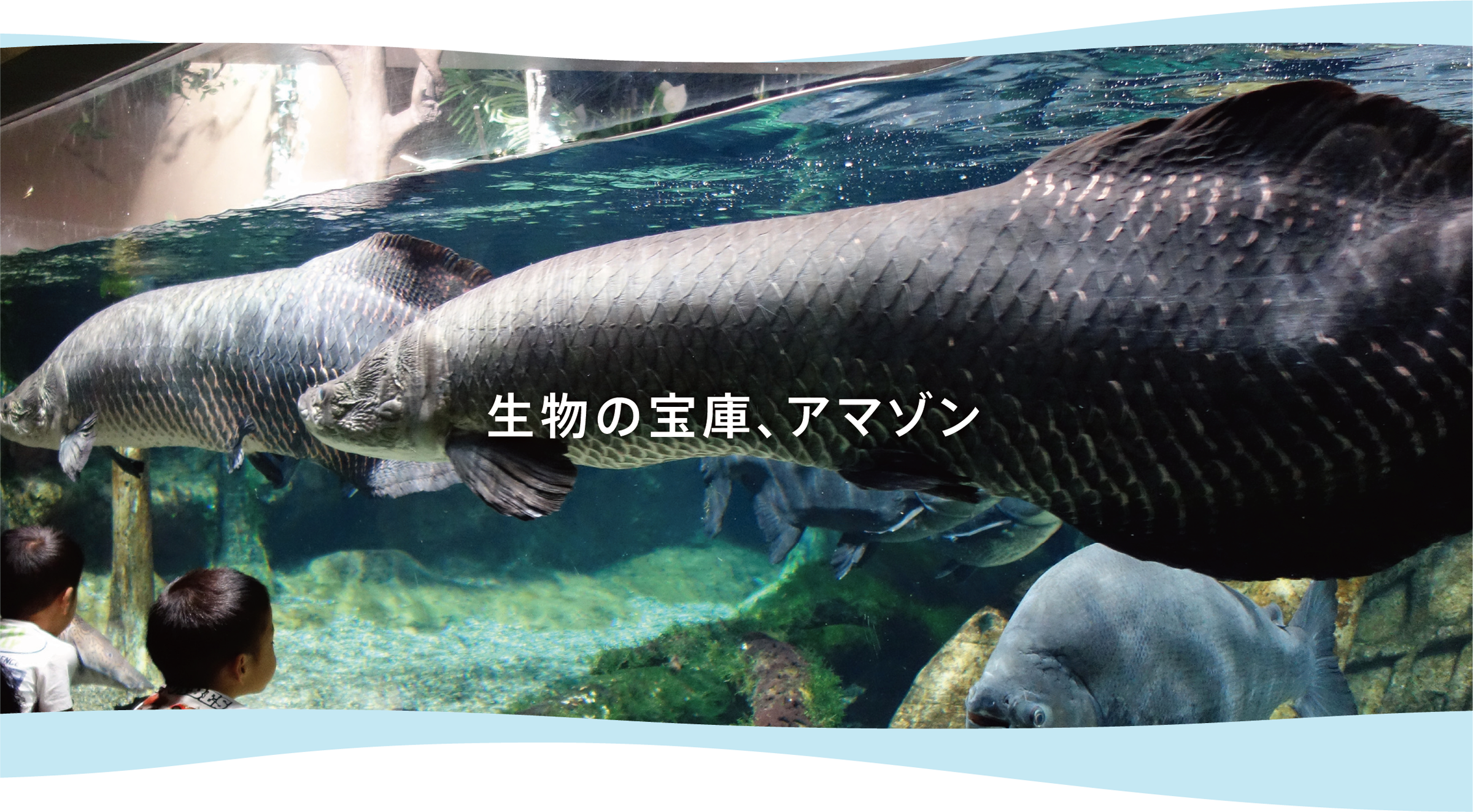 淡水魚世界最大級 世界淡水魚園水族館 アクア トト ぎふについて だんごむし