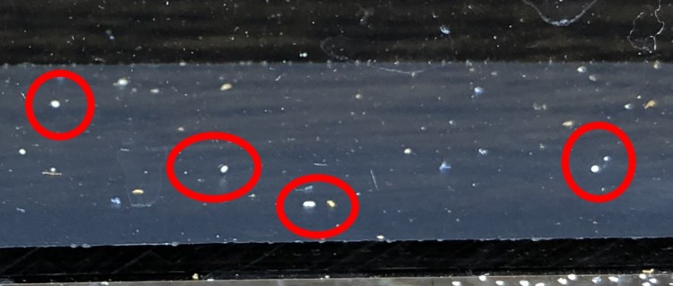 目で見える 魚から離脱した白点病の虫 ウオノカイセンチュウ を動画で撮影しました だんごむし