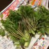 【山菜の女王】コシアブラについて、特徴、見分け方、栄養成分等まとめました！