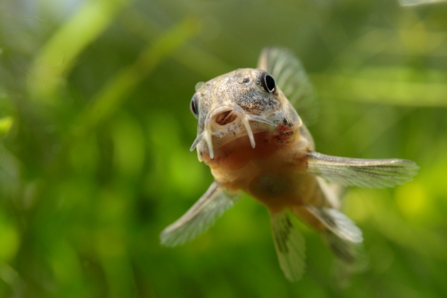 コリドラス 死体注意 だんごむし